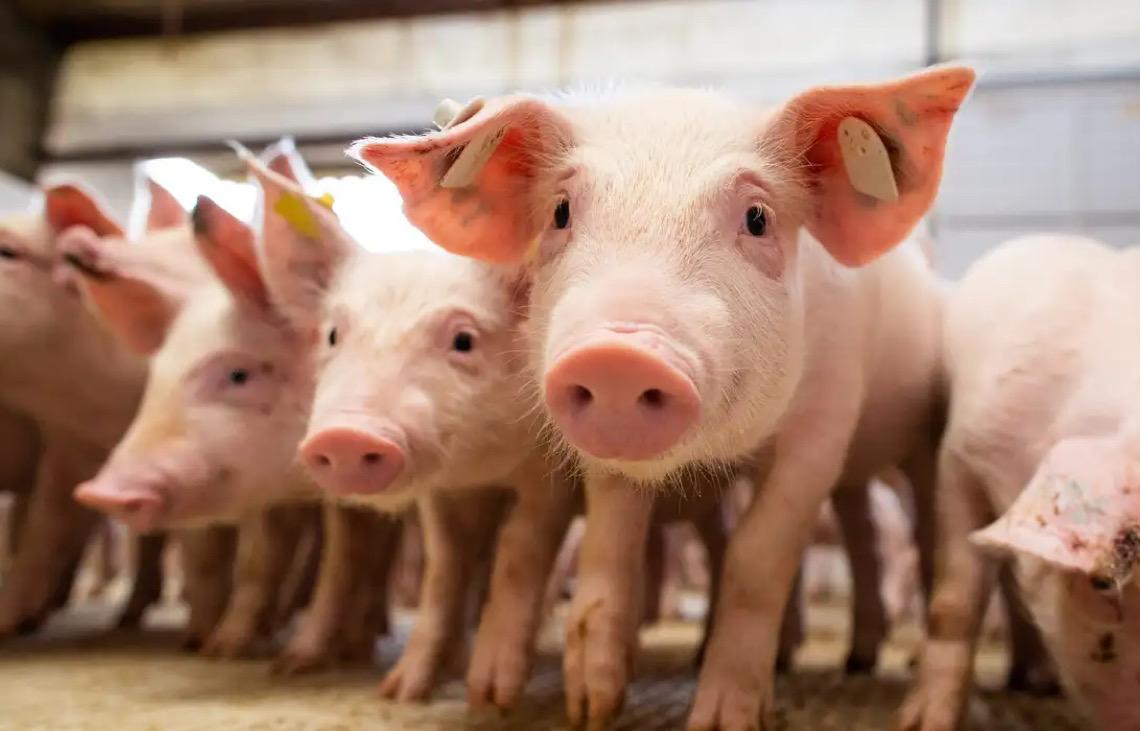 Brasileiros clonam 1º porco em projeto para transplante de órgãos suínos em humanos