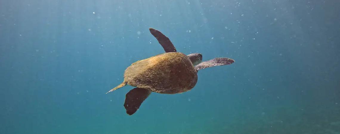 Pesquisa quer descobrir de onde vêm tartarugas que vivem em Arraial 