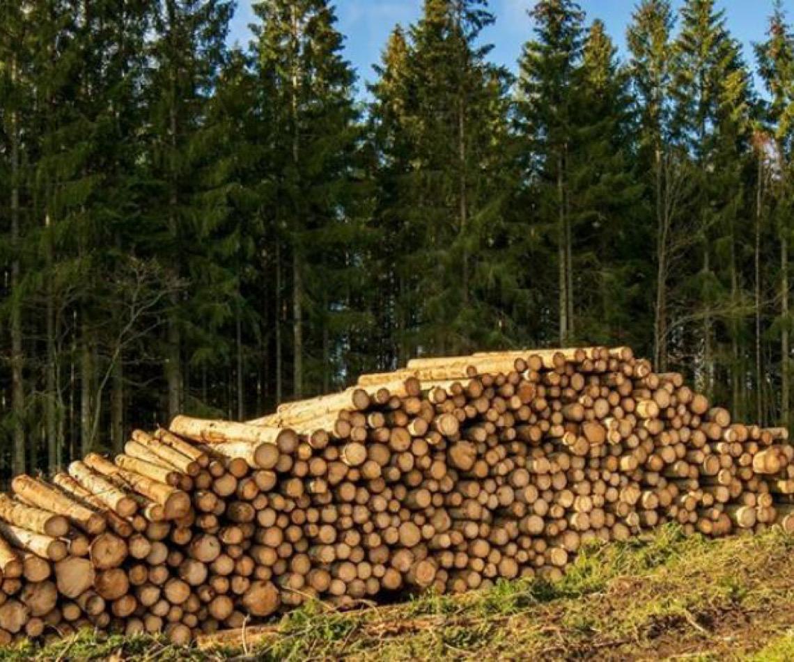 No Dia Internacional da Mãe Terra, ONU pede restauração de ecossistemas