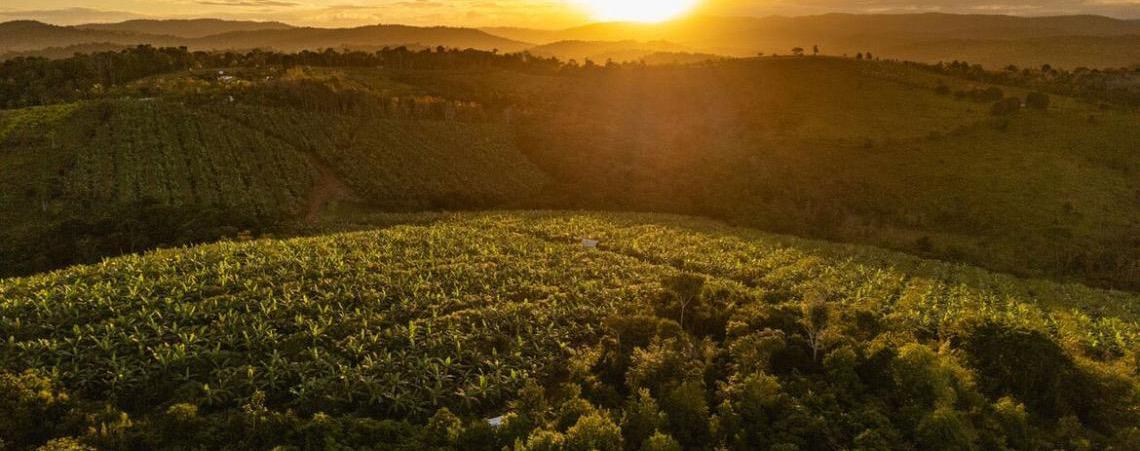 Relatório revela que calor extremo no Brasil abalou produção de soja e pecuária