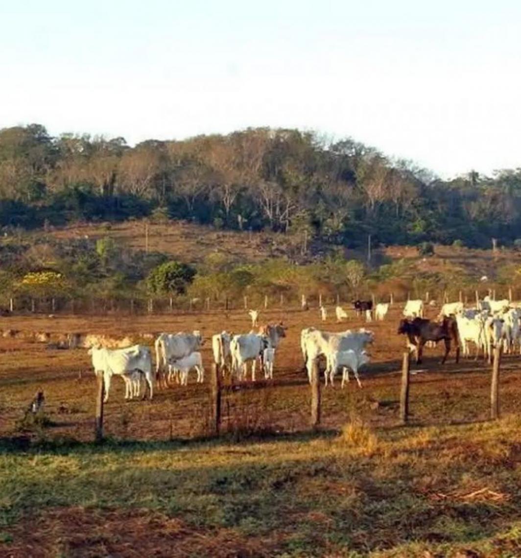 Supremo Tribunal Federal mantém lei que limita compra de terras por empresas estrangeiras