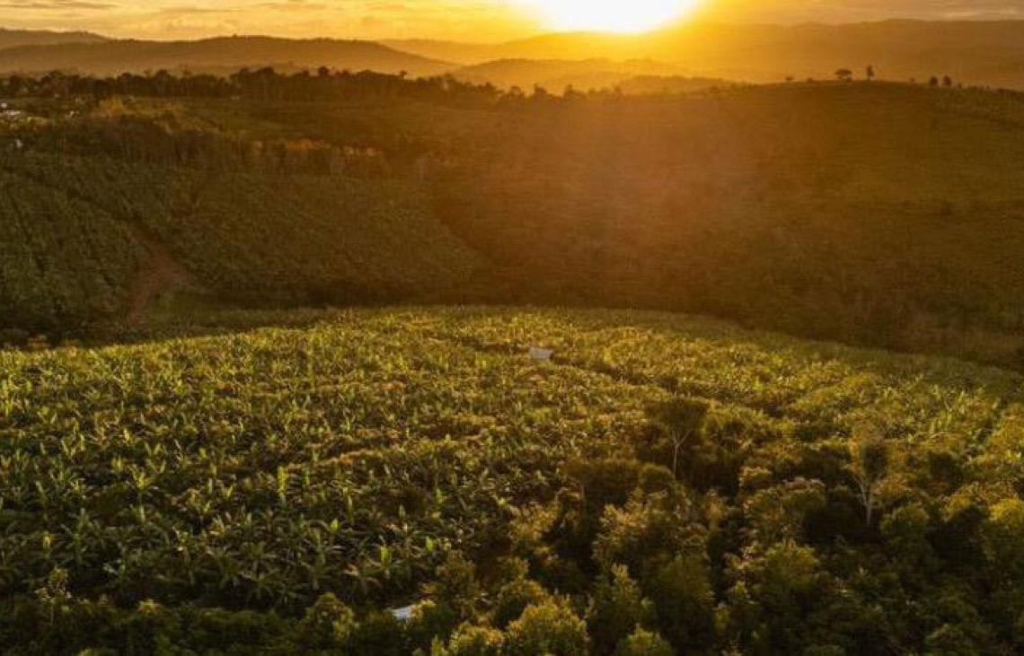 Relatório revela que calor extremo no Brasil abalou produção de soja e pecuária
