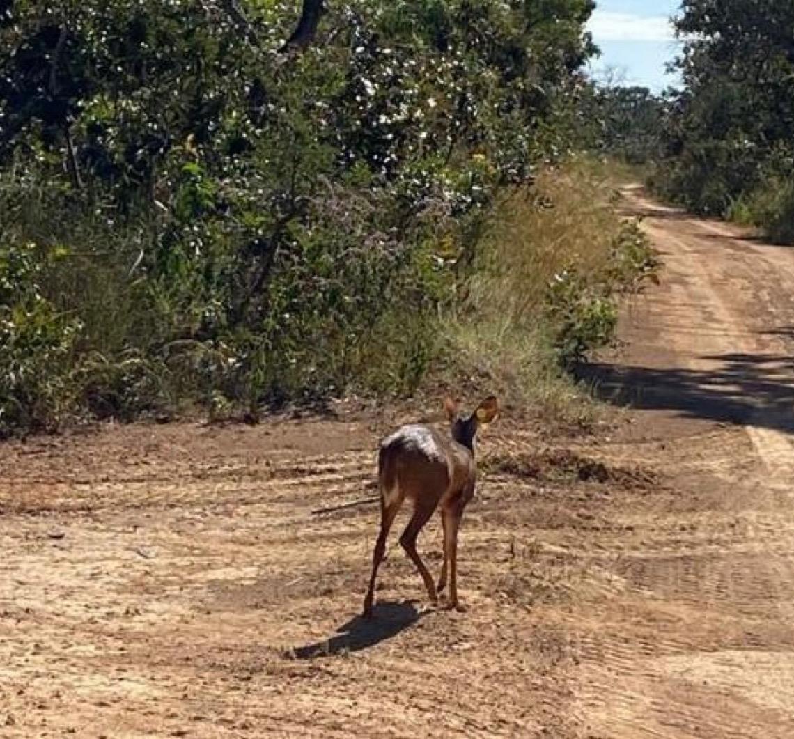 Fêmea de veado-catingueiro recebe alta do Hfaus e volta à natureza