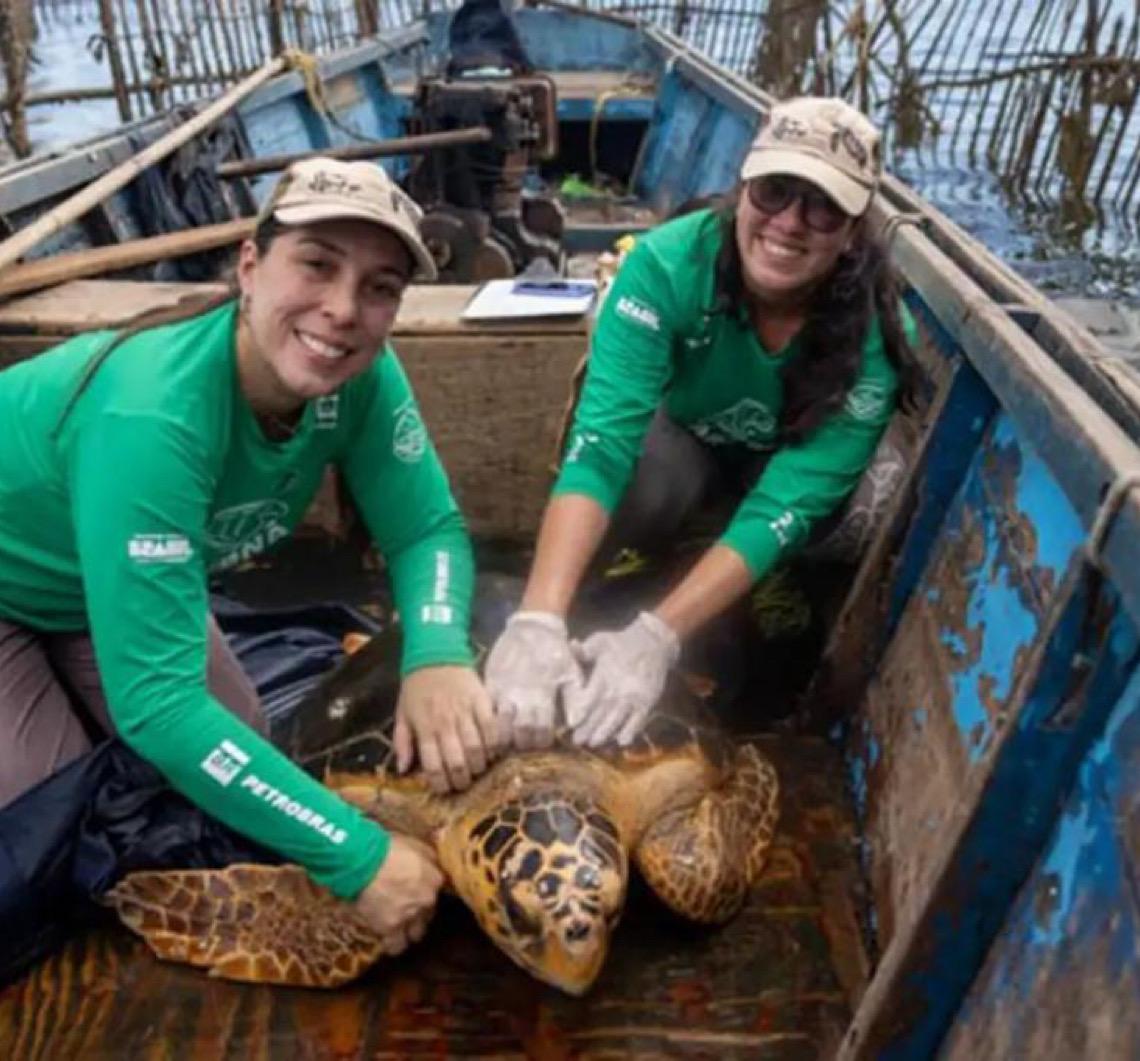 Tartarugas-cabeçudas reaparecem na Baía de Guanabara, no Rio de Janeiro