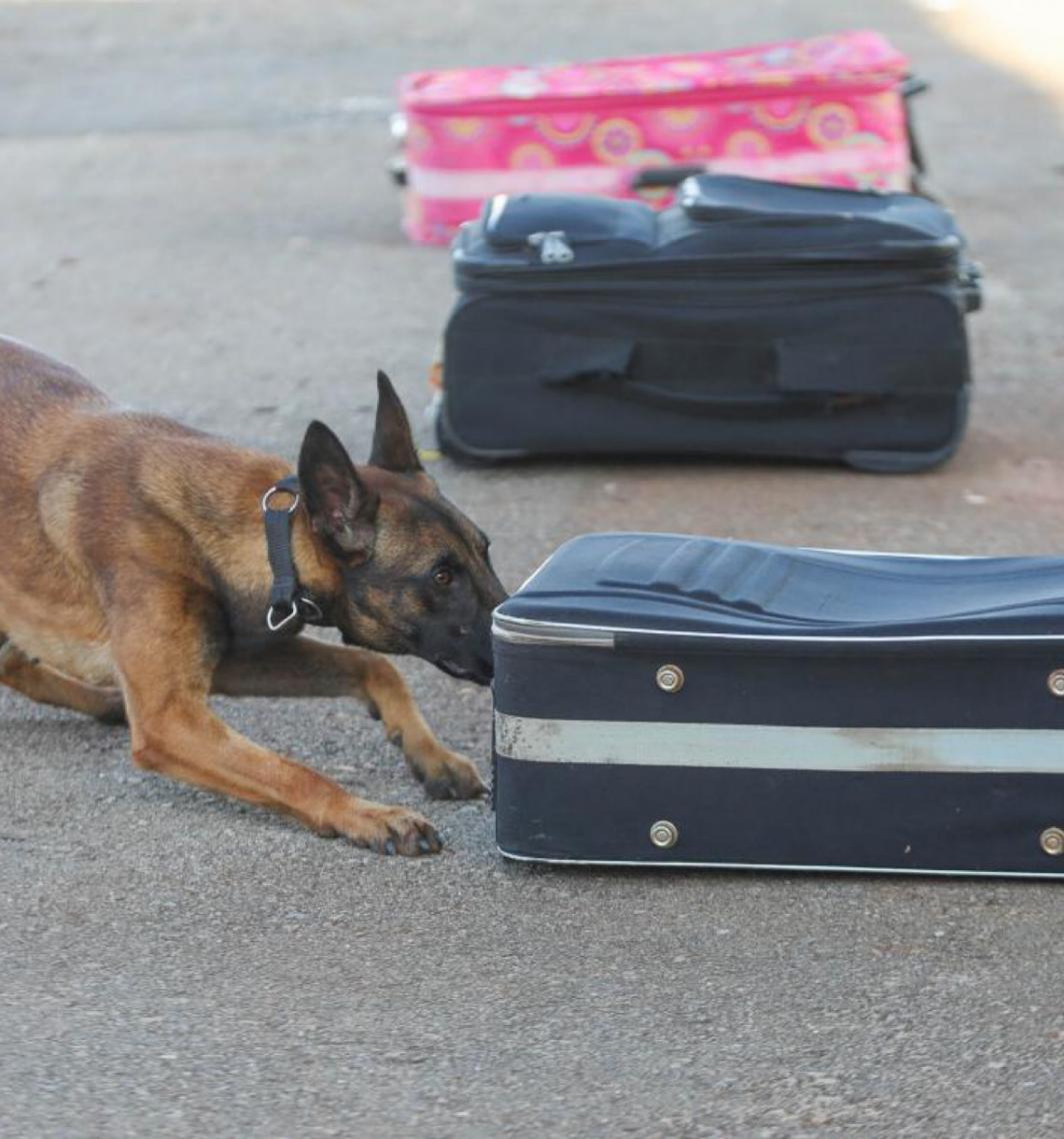 Cachorros policiais do BPCães ampliam capacidade de atuação no Distrito Federal