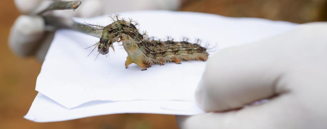 Lagartas são recolhidas no Lago Sul, Distrito Federal para produção de soro antiveneno