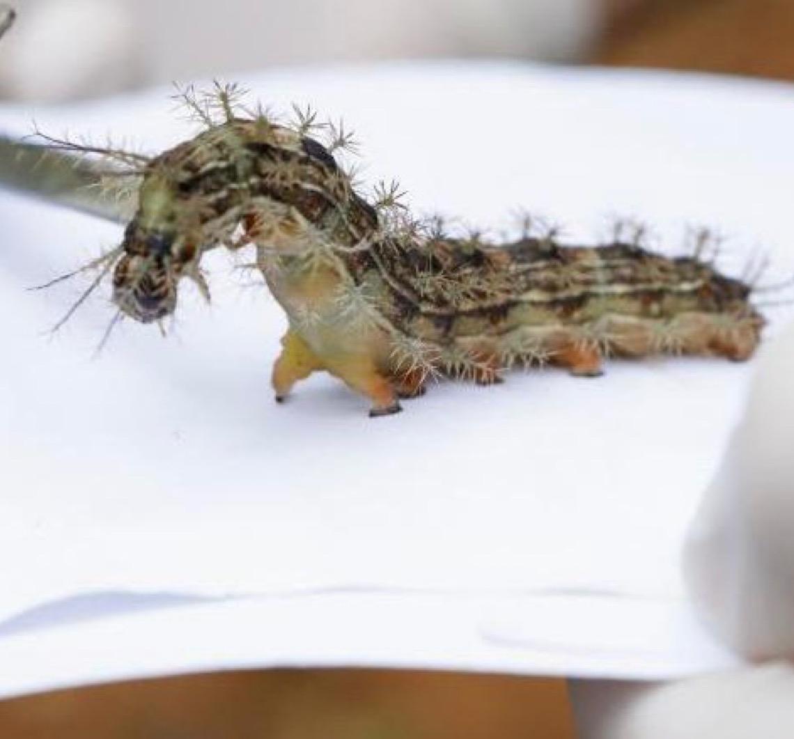 Lagartas são recolhidas no Lago Sul, Distrito Federal para produção de soro antiveneno