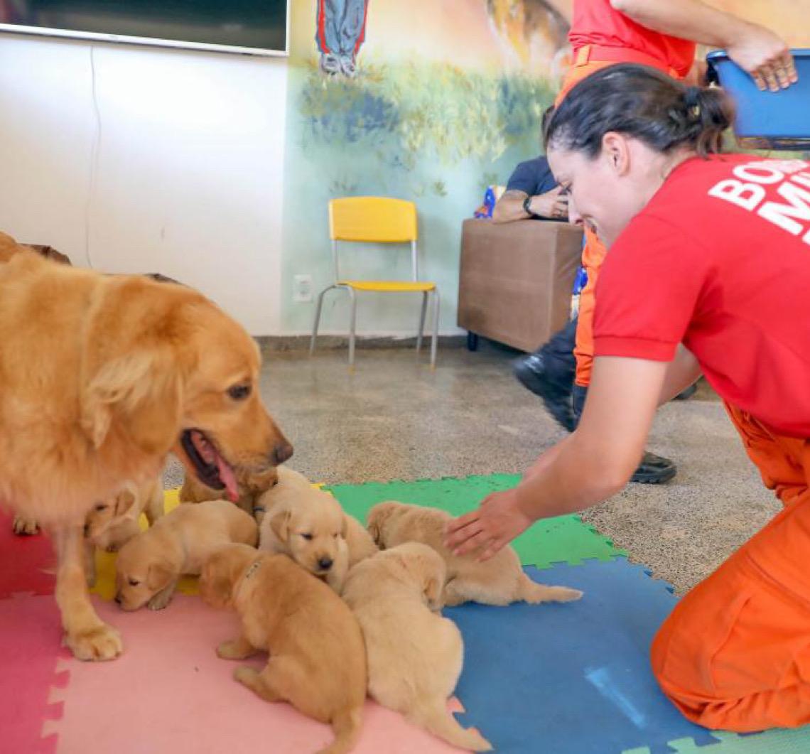 Filhotes de golden retriever iniciam jornada como futuros cães-guia no DF