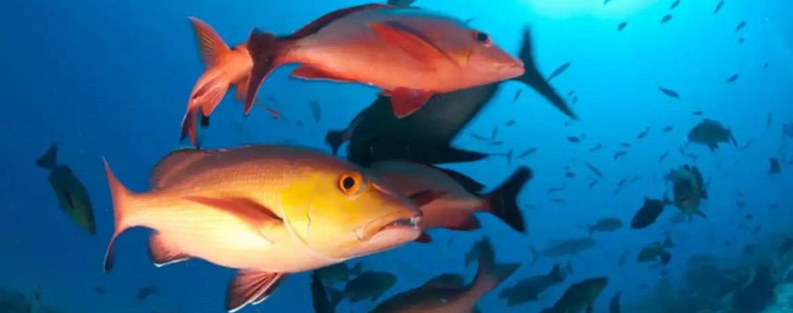 Lista de peixes e invertebrados ameaçados de extinção é atualizada