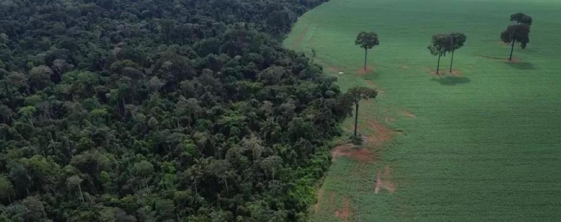 Estudo de longo prazo na Amazônia descarta teoria de savanização