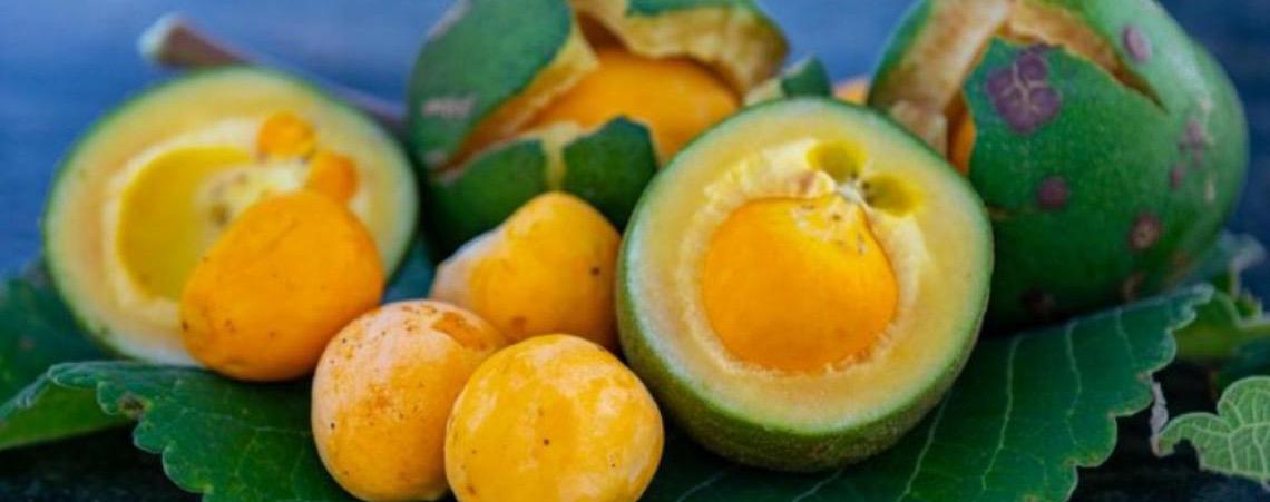 Pesquisa com apoio da FAPDF estuda uso do pequi em tratamento de feridas e inflamações