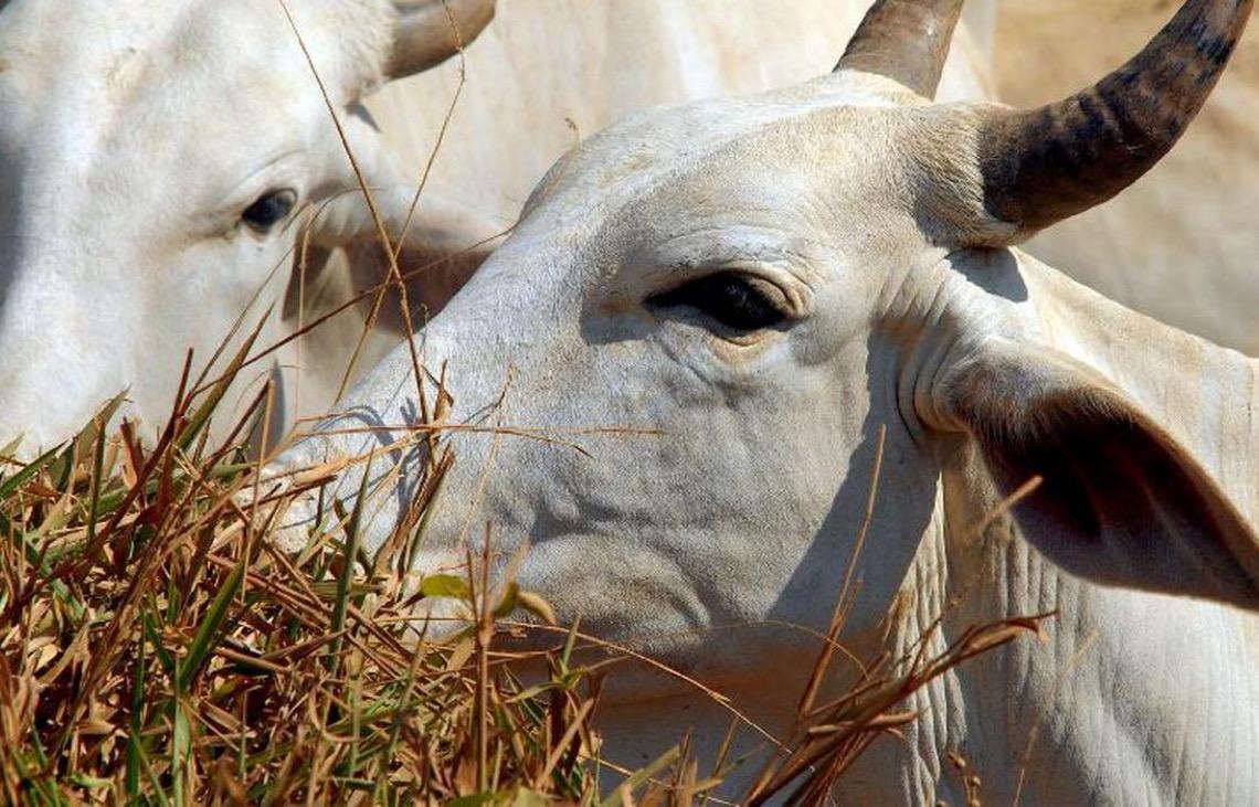Leilões de gado de elite batem recorde e atingem R$ 218 milhões em Uberaba, em Minas Gerais