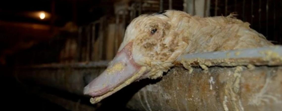 Importador de foie gras critica proibição e chama projeto de 'absurdo e desnecessário'