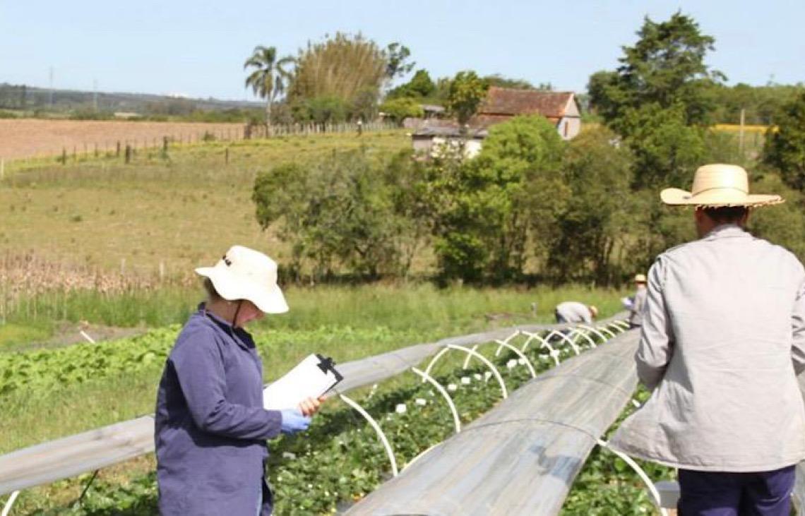 Prêmio dos Emirados tem empresa do Brasil na final do Desafio Al Miyah para a agricultura