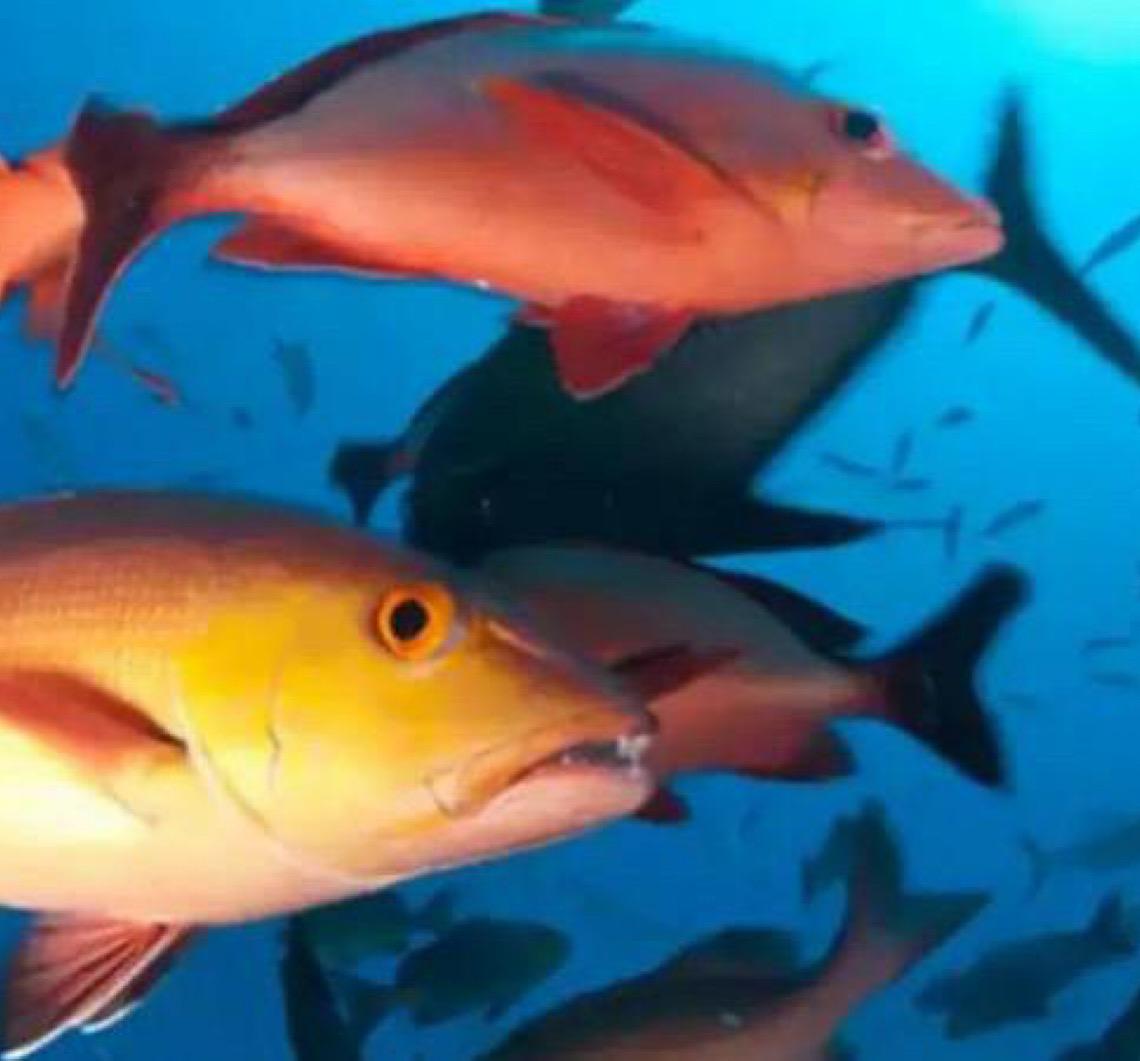 Lista de peixes e invertebrados ameaçados de extinção é atualizada