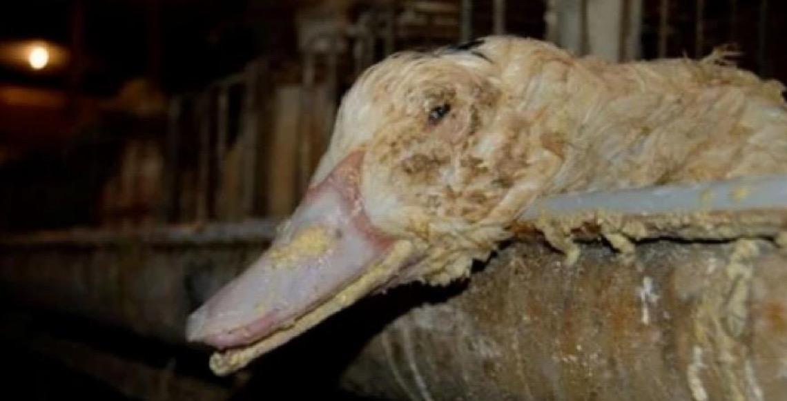 Importador de foie gras critica proibição e chama projeto de 'absurdo e desnecessário'