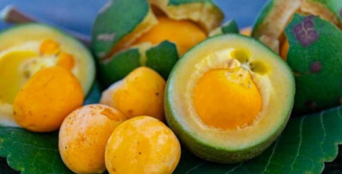 Pesquisa com apoio da FAPDF estuda uso do pequi em tratamento de feridas e inflamações