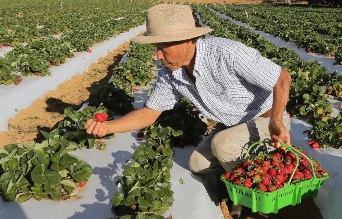 Agricultura familiar tem até dezembro para renegociar débitos pelo Desenrola Rural