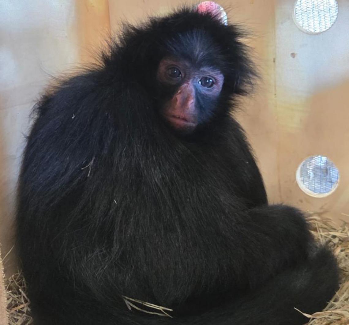 Macaco-aranha chega ao Zoo de Brasília para ajudar na conservação da espécie