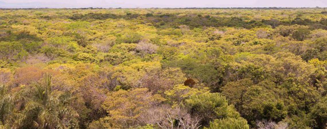 Araripe-Apodi, primeira floresta nacional do Brasil, faz 80 anos no coração da Caatinga