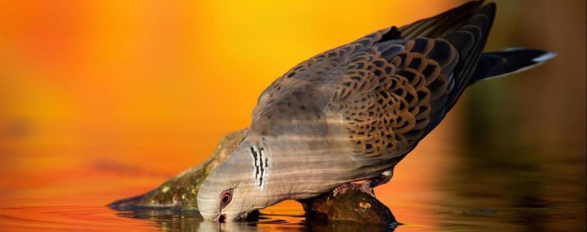 Cada pessoa conta: A relevância dos dados no Dia Mundial das Aves Migratórias