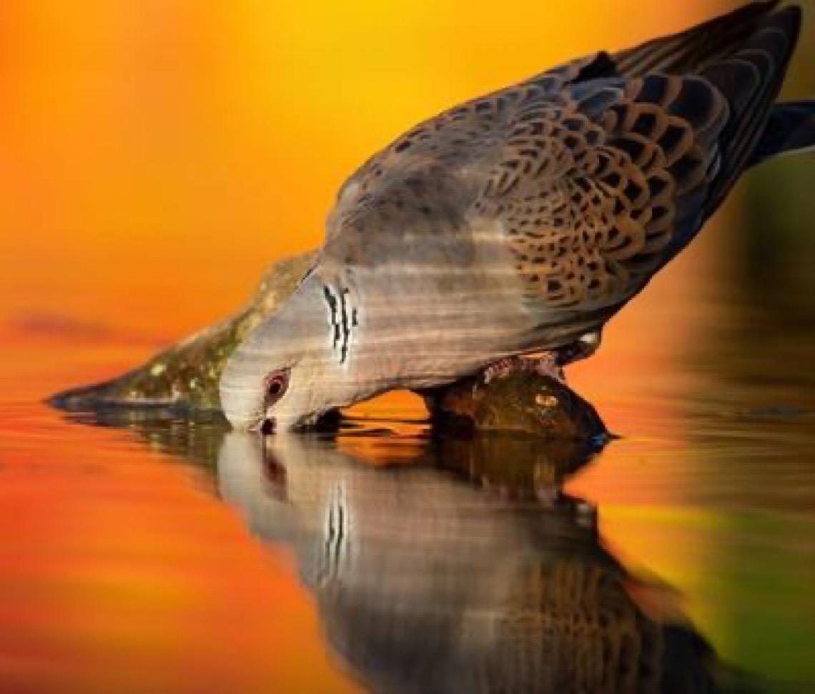 Cada pessoa conta: A relevância dos dados no Dia Mundial das Aves Migratórias