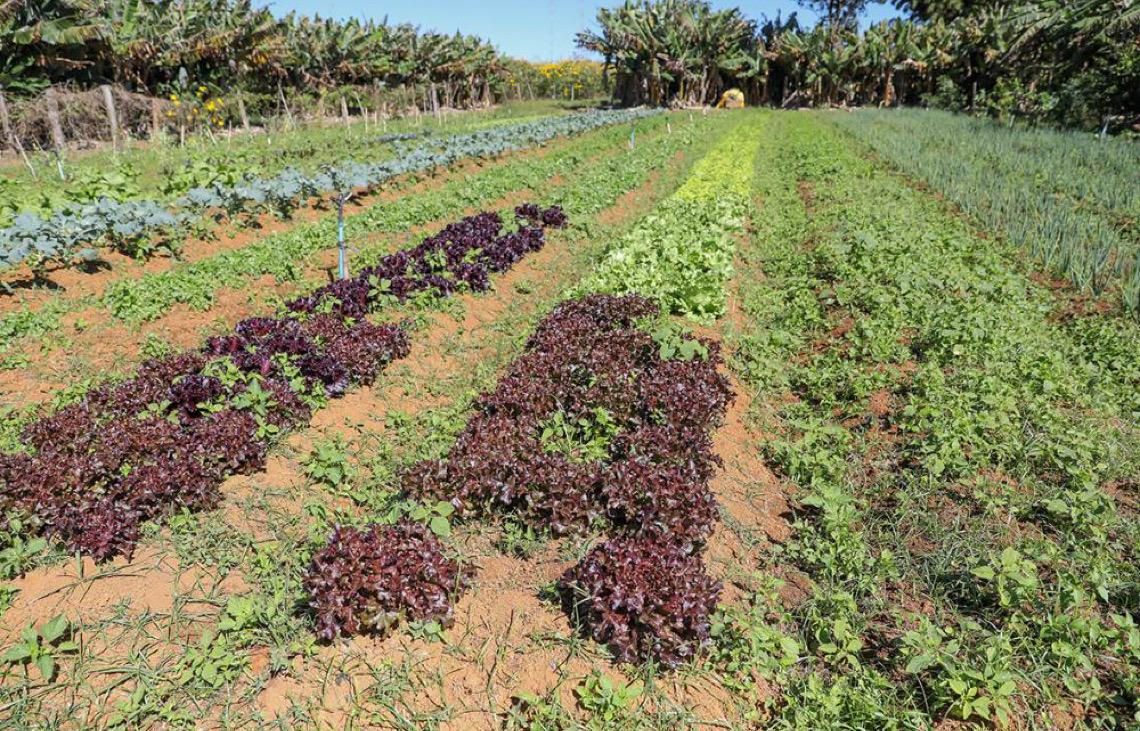Com apoio técnico do Governo do DF, agricultores de baixa renda ampliam produção no DF