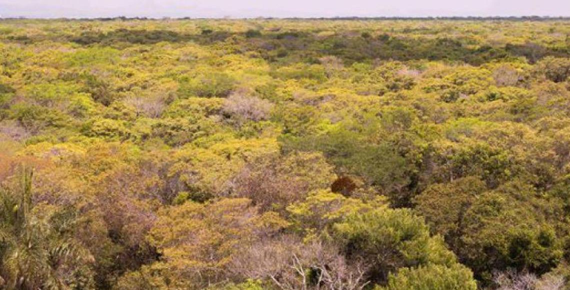 Araripe-Apodi, primeira floresta nacional do Brasil, faz 80 anos no coração da Caatinga