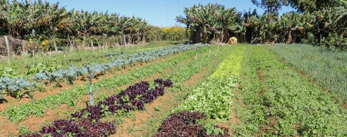 Com apoio técnico do Governo do DF, agricultores de baixa renda ampliam produção no DF