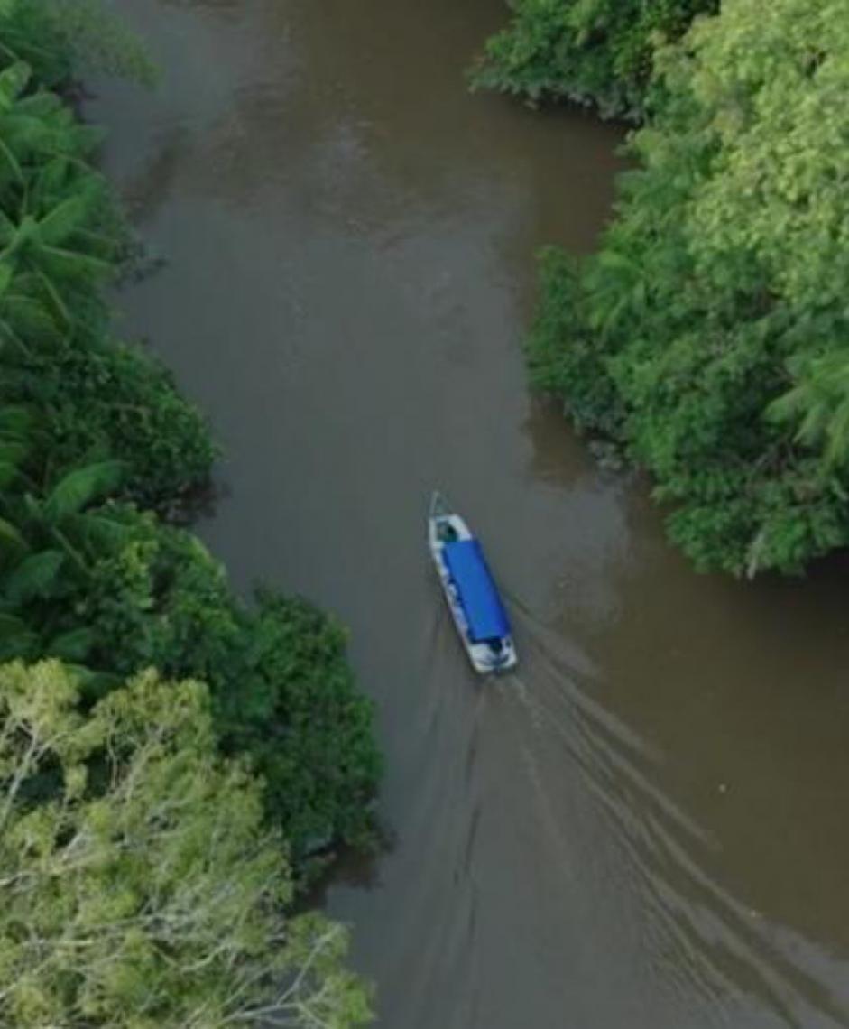 Brasil expande manejo sustentável de florestas, diz ONU