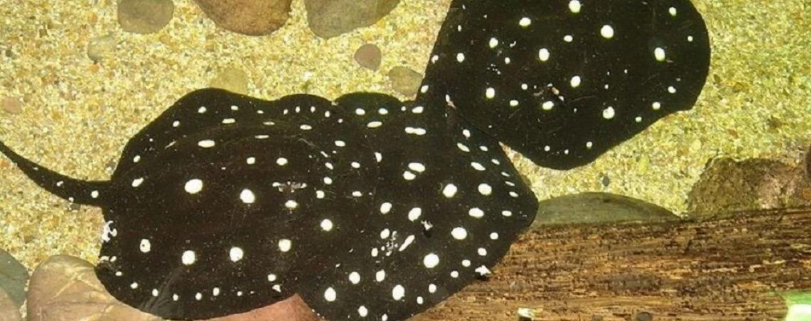 Arraia-xingu e tambaqui entram para lista brasileira de espécies ameaçadas de extinção