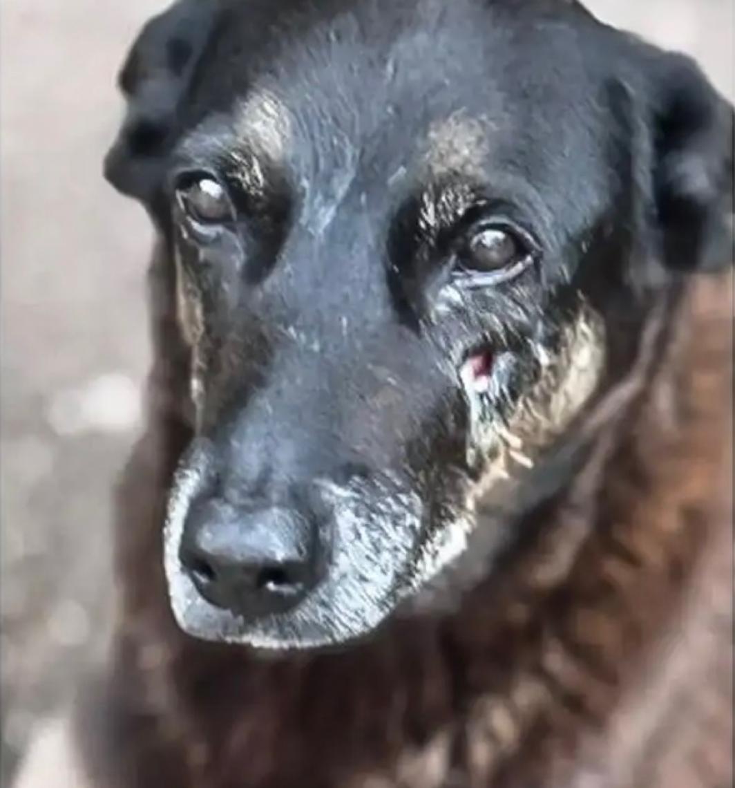 Ministério Público de Santa Catarina diz que cão Orelha não foi morto por adolescentes 