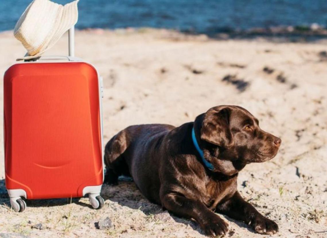 MTur divulga resultado de edital para diagnóstico e mapeamento do turismo pet friendly no Brasil