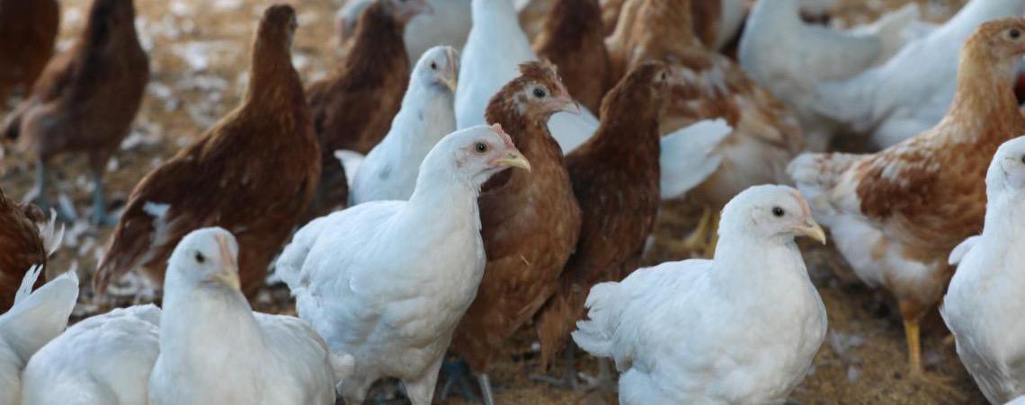 Emergência zoossanitária no Distrito Federal valerá durante alerta nacional para gripe aviária