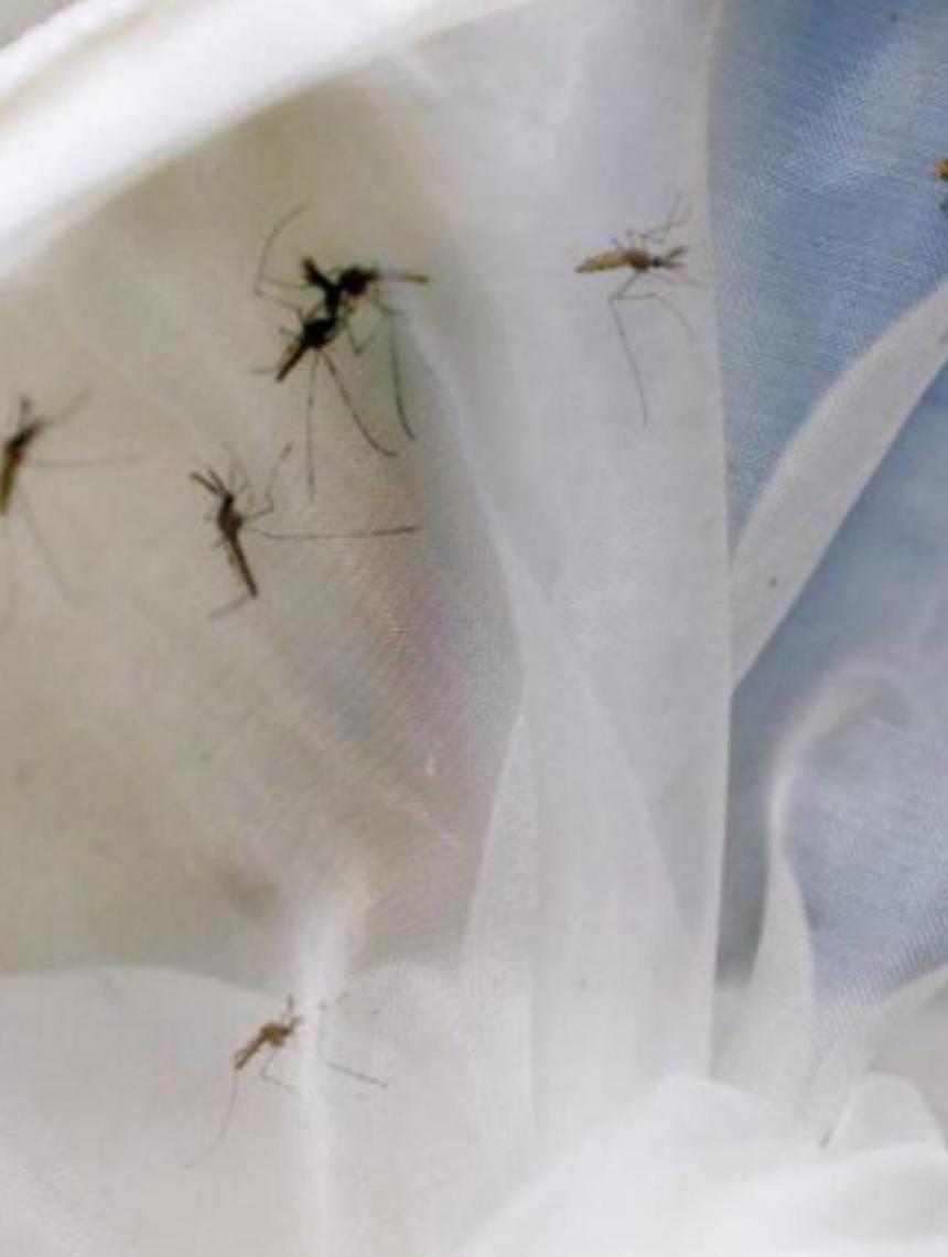 Ciência e comunidade juntam-se na corrida contra a dengue nas Américas