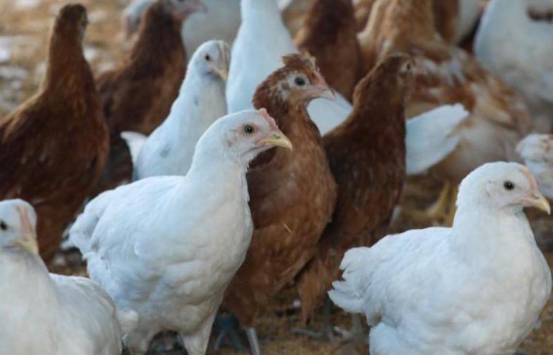 Emergência zoossanitária no Distrito Federal valerá durante alerta nacional para gripe aviária