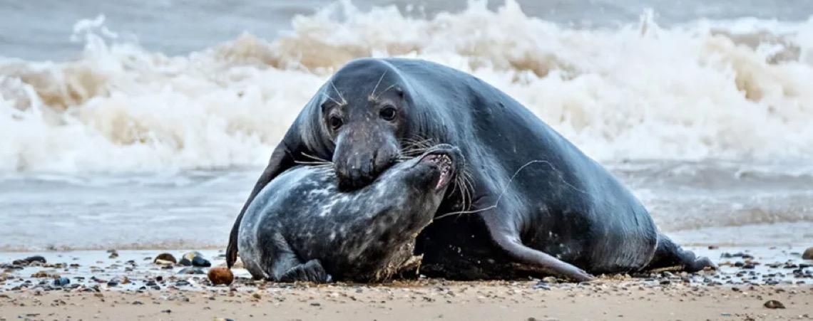 O que está matando filhotes de foca no Canadá? Verdade macabra é descoberta