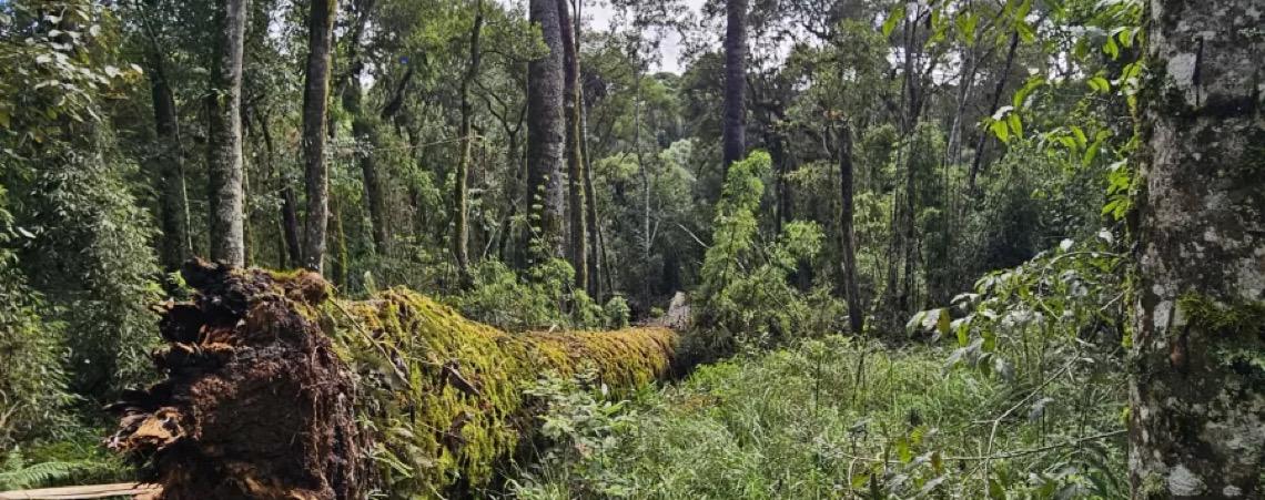 Por que cientistas tentam 'clonar' a quarta maior araucária do país