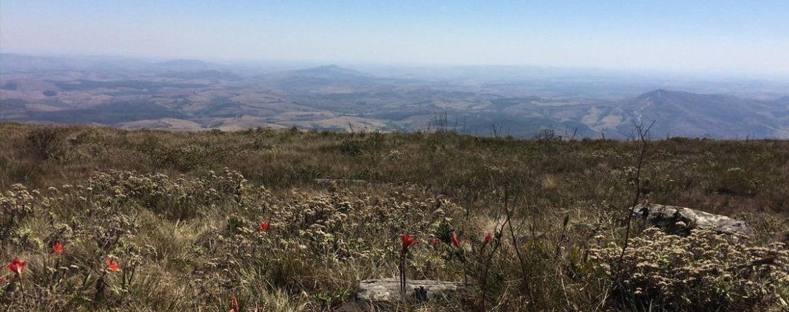 Rumo a 2030, Brasil enfatiza plano para manter floresta em pé e gerar renda