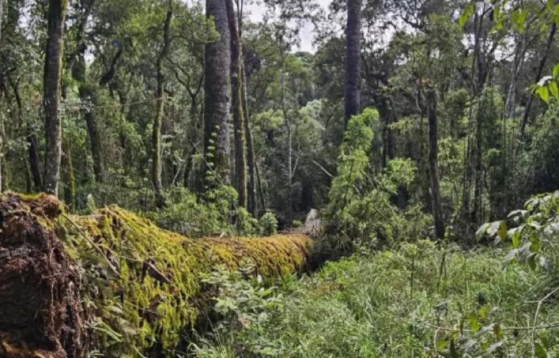 Conhecida como Pinheirão: Por que cientistas tentam 'clonar' a quarta maior araucária do país