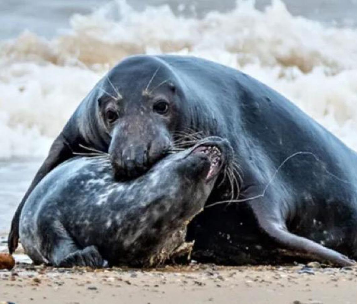 O que está matando filhotes de foca no Canadá? Verdade macabra é descoberta