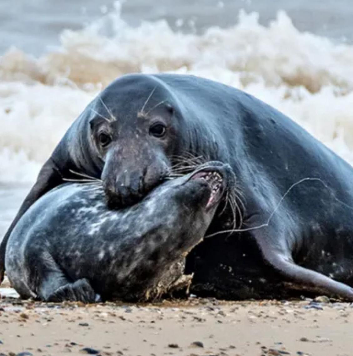 O que está matando filhotes de foca no Canadá? Verdade macabra é descoberta