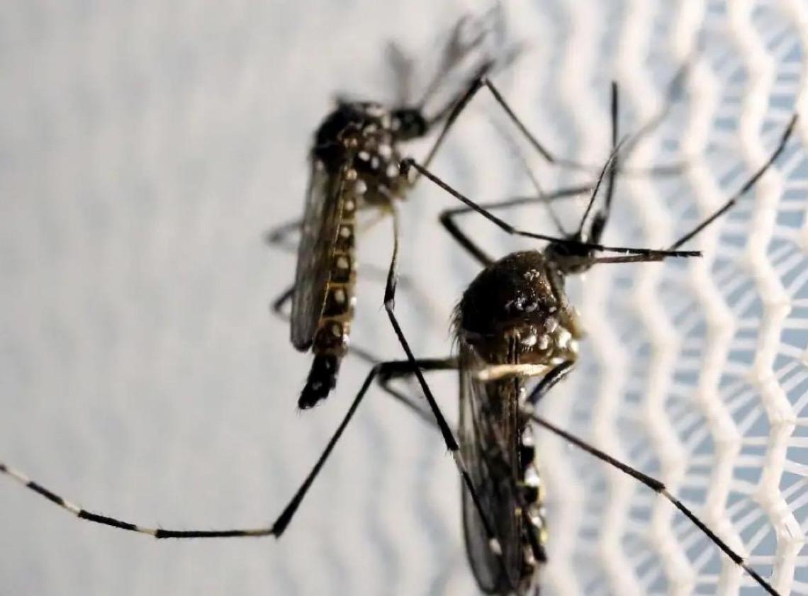 Brasil e Angola discutem estratégias contra epidemias causadas por mosquitos