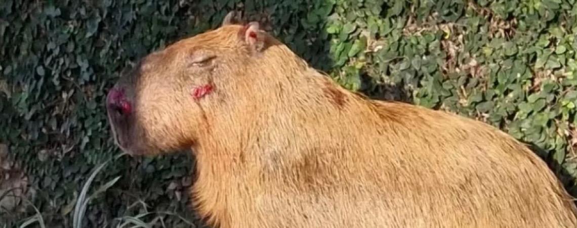 Capivara espancada no Rio de Janeiro é devolvida à natureza após tratamento