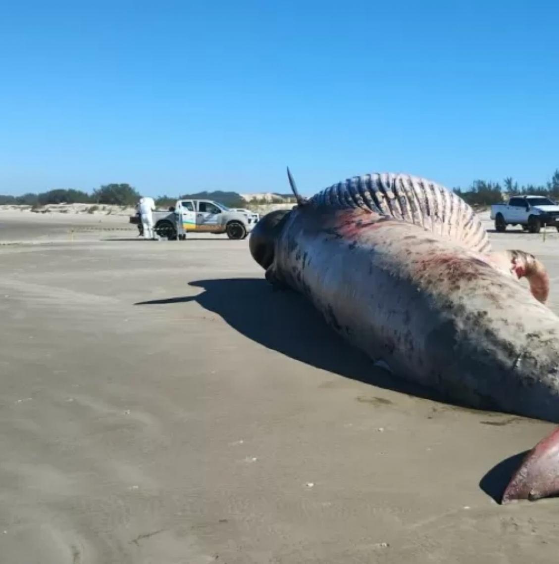 Segunda baleia é encontrada morta em cidade de SC em menos de 48 horas