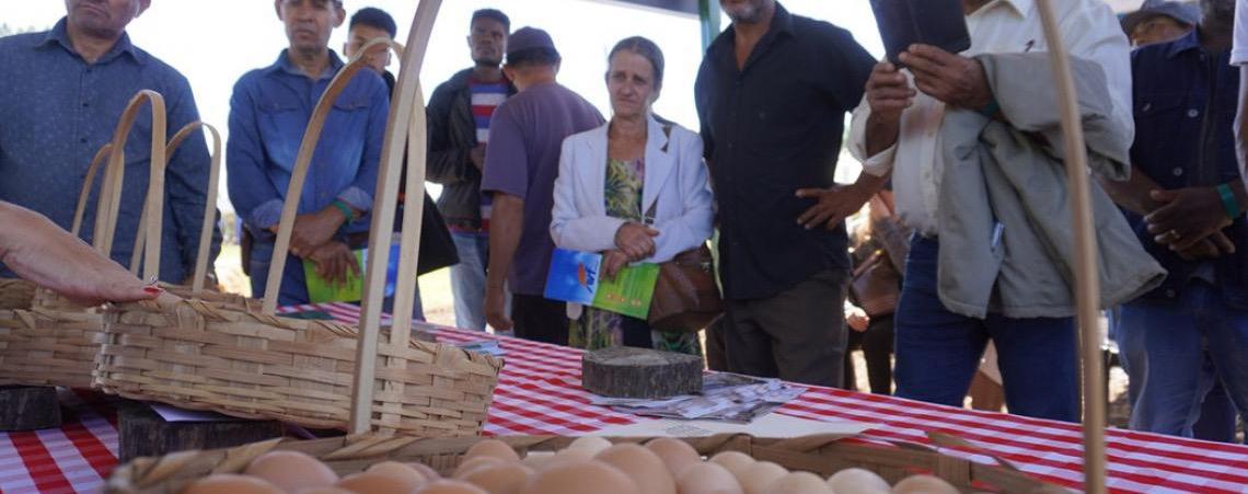 Sistema de produção de ovos aposta em eficiência e rentabilidade