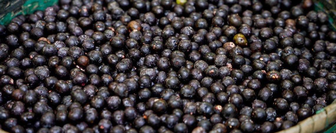 Cooperativa que produz açaí no Amapá fecha contrato de cinco anos com gigante chinesa
