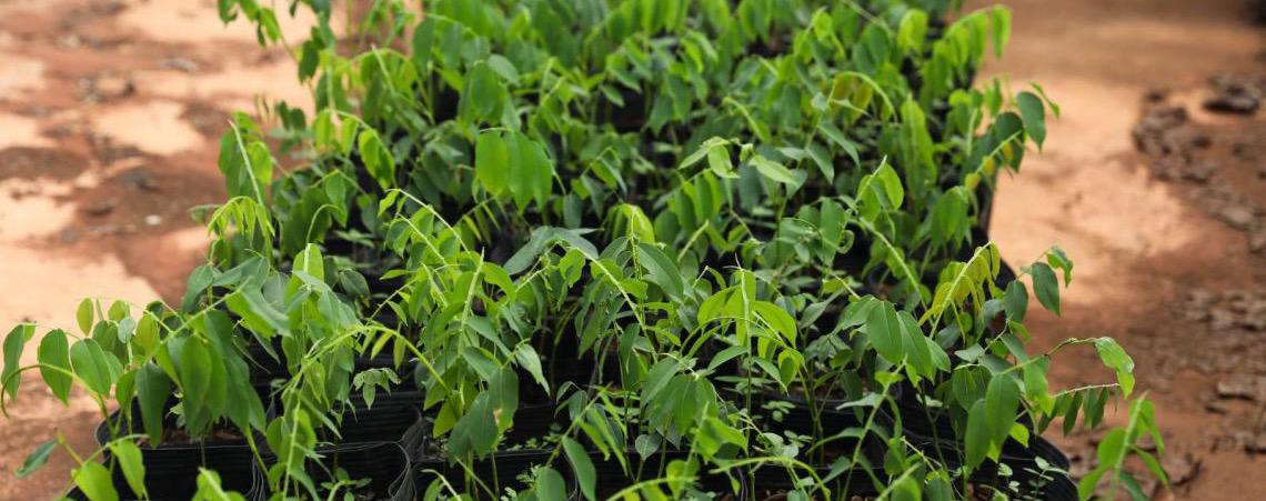 Programa Reflorestar é regulamentado e amplia ações de recuperação ambiental no Distrito Federal