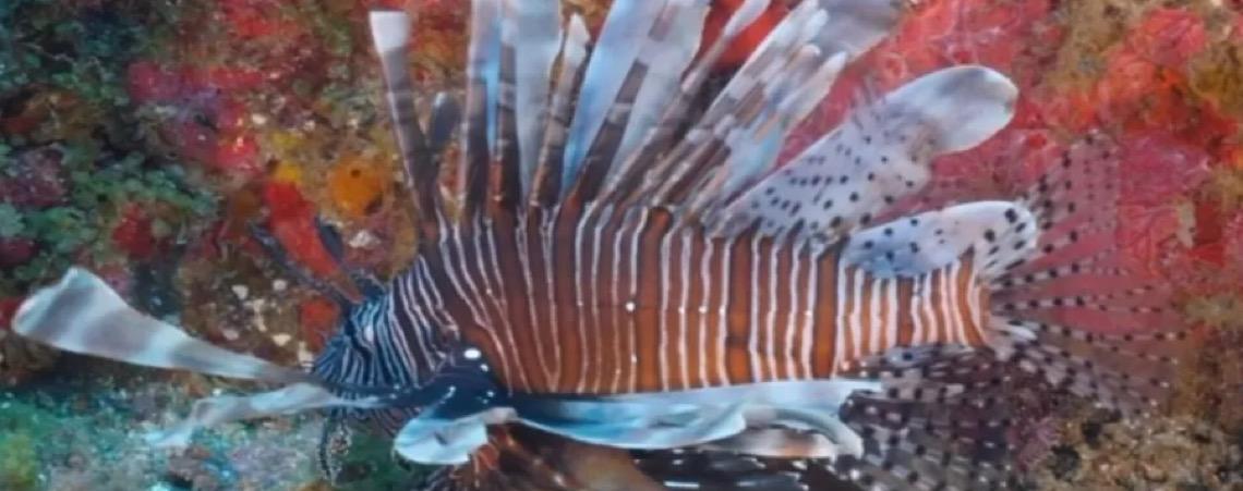 Peixe venenoso avança no litoral nordestino e ameaça a biodiversidade