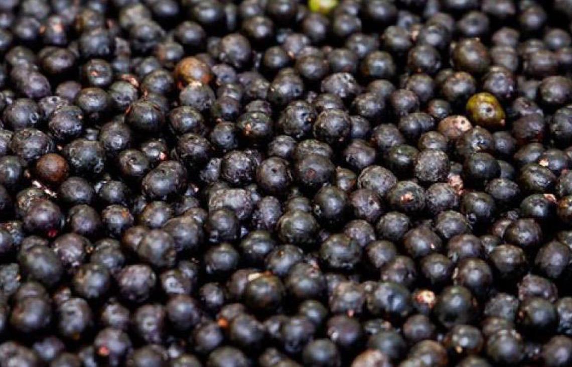 Cooperativa que produz açaí no Amapá fecha contrato de cinco anos com gigante chinesa